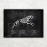 Hunde Muskulatur - Chalkboard - Animus Medicus GmbH