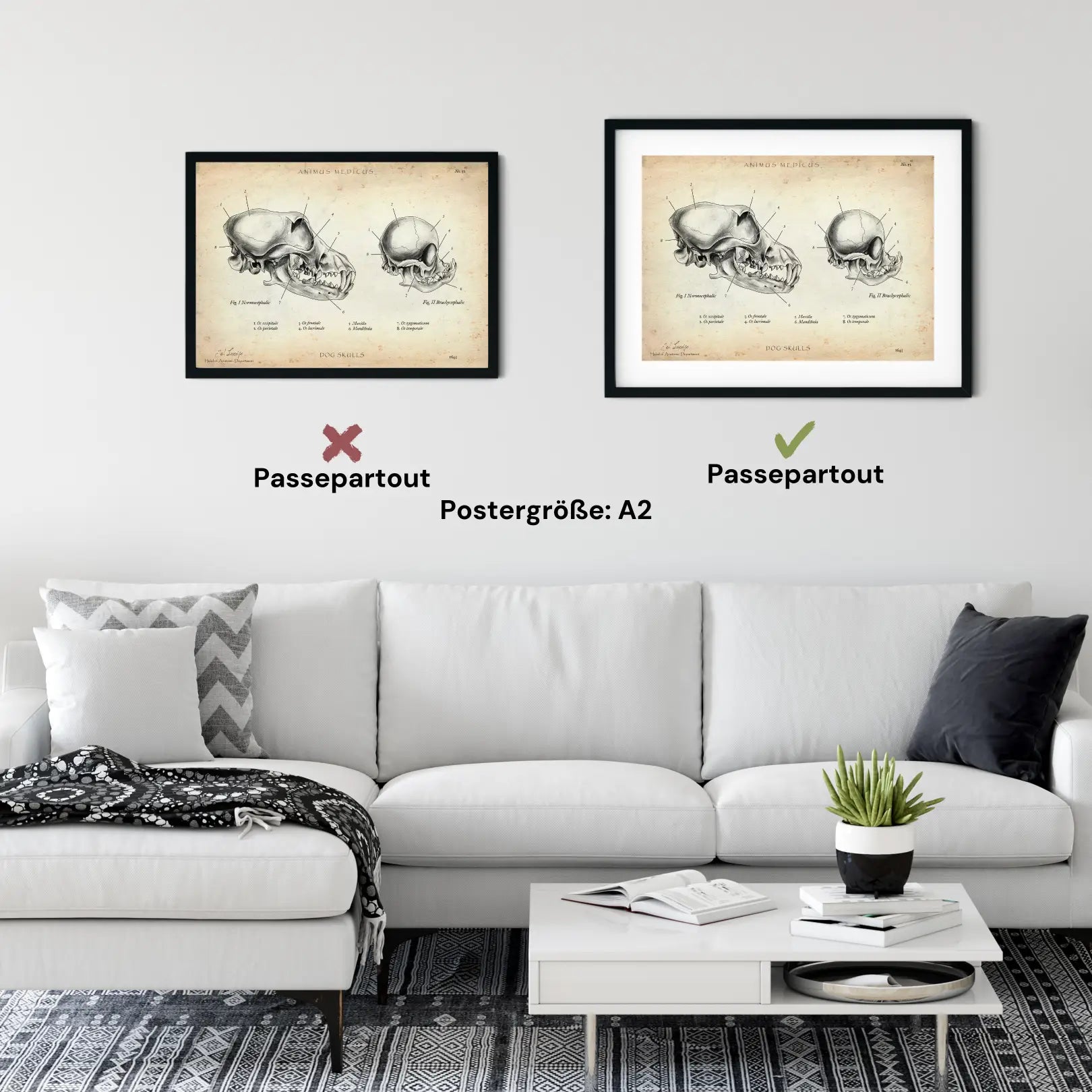 Hunde Schädel - Animus Medicus GmbH