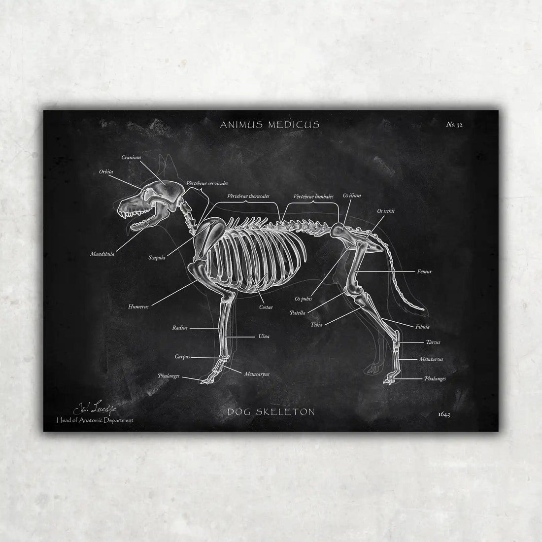 Hunde Skelett - Chalkboard - Animus Medicus GmbH