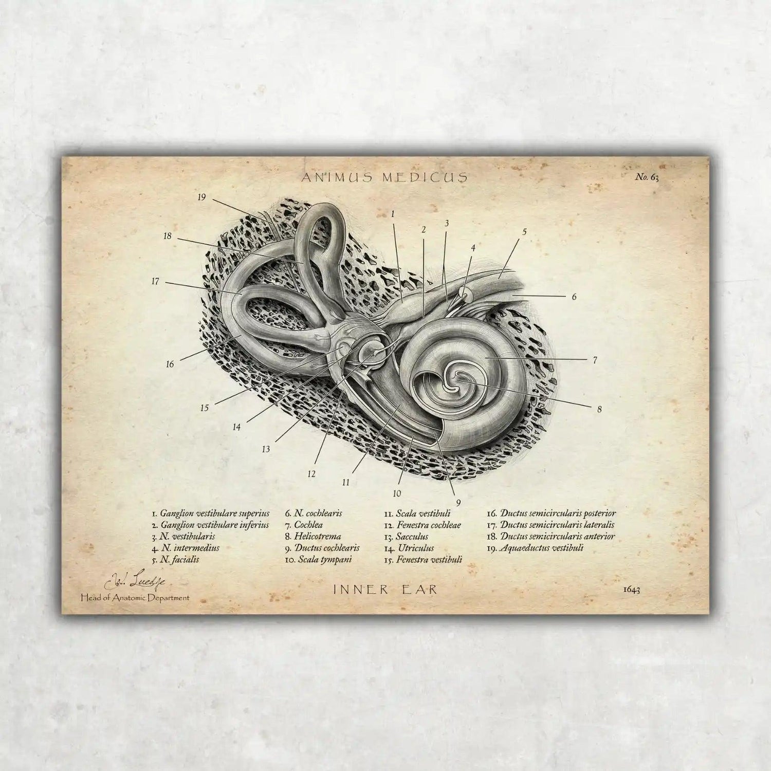 Innenohr Anatomie - Animus Medicus GmbH