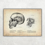 Kaumuskulatur Anatomie - Animus Medicus GmbH