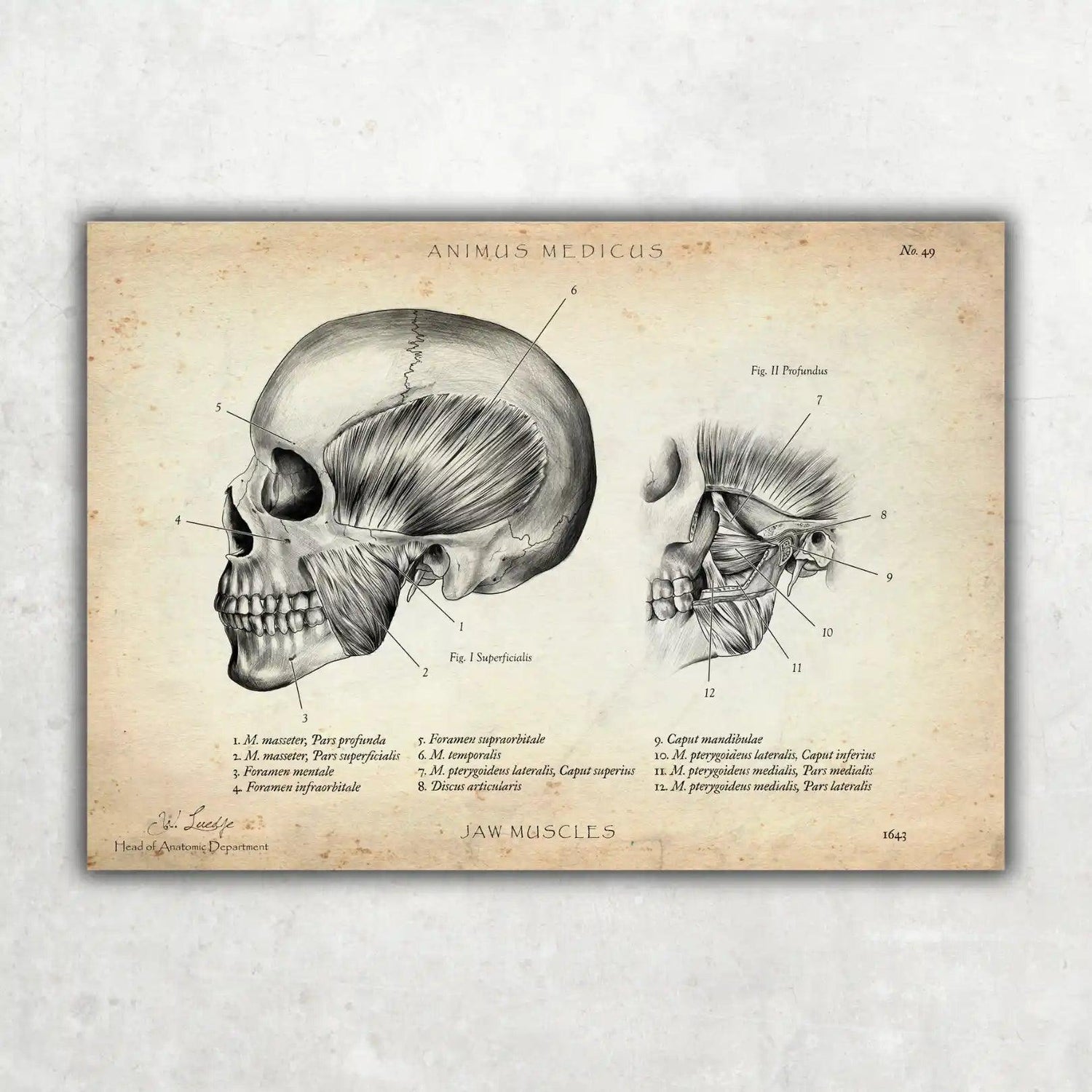 Kaumuskulatur Anatomie - Animus Medicus GmbH