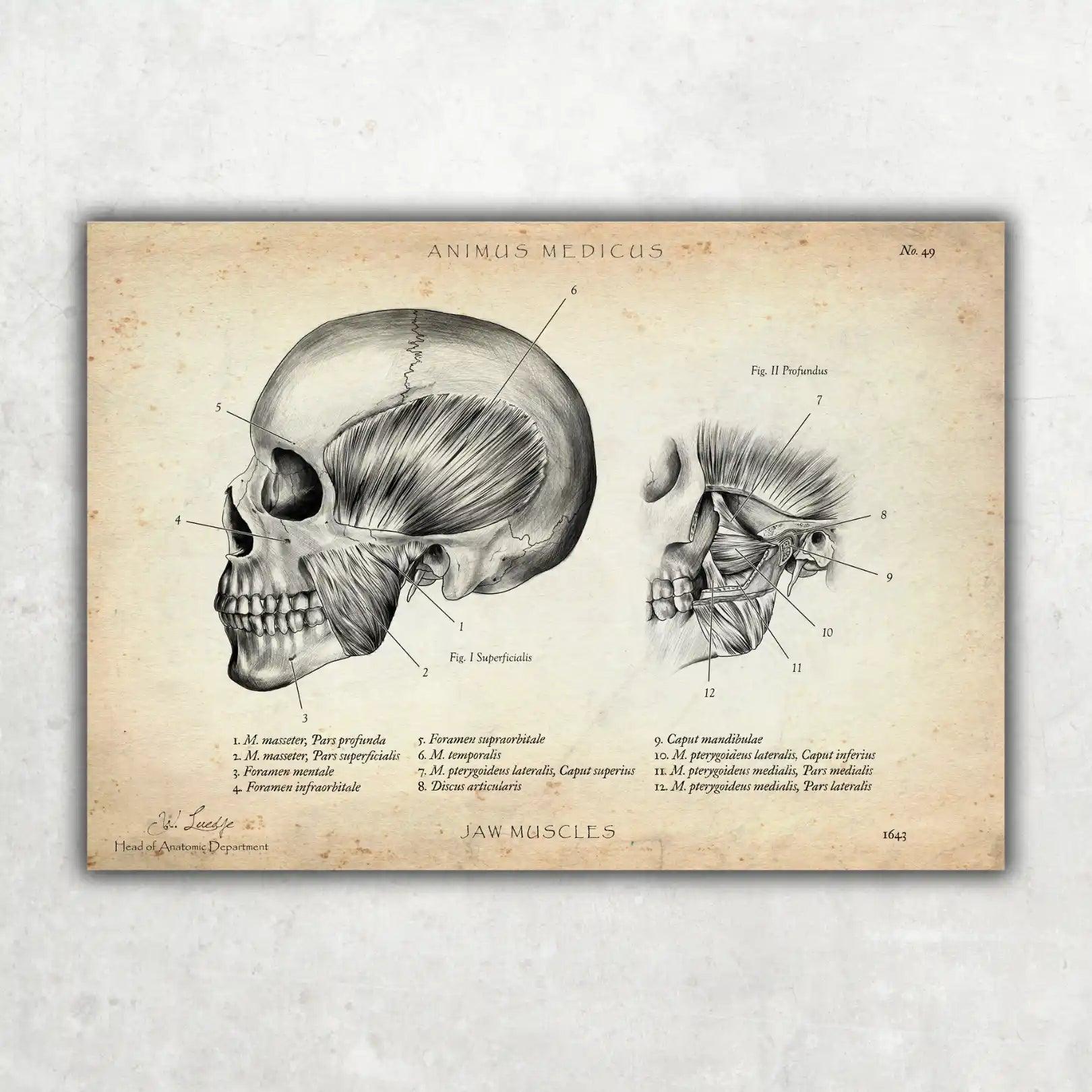Kaumuskulatur Anatomie - Animus Medicus GmbH
