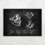 Kiefergelenk Anatomie - Chalkboard - Animus Medicus GmbH
