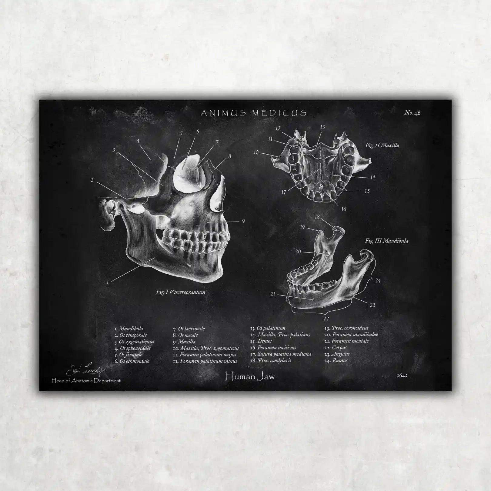 Kiefergelenk Anatomie - Chalkboard - Animus Medicus GmbH