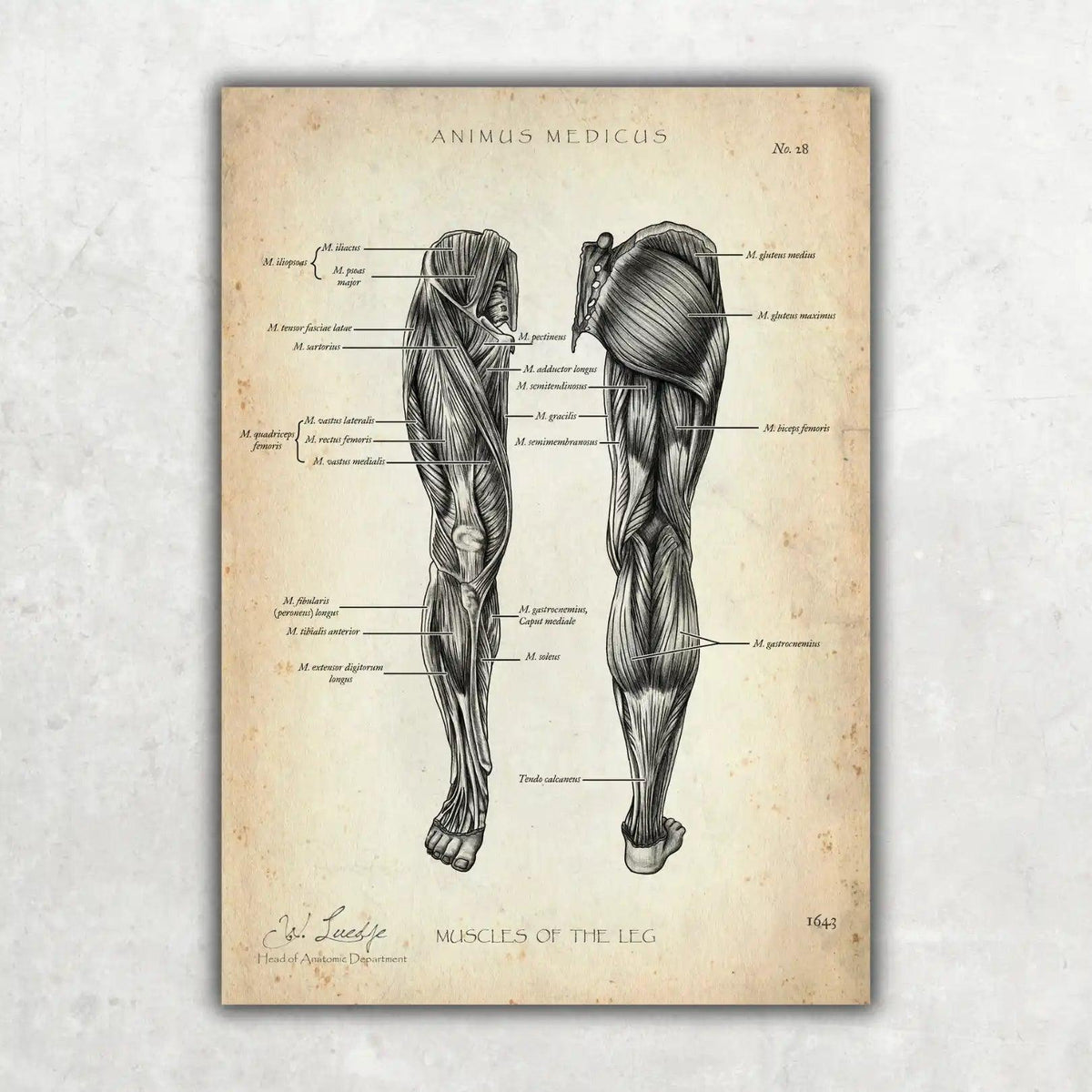 Knie Anatomie Sammlung - Animus Medicus GmbH
