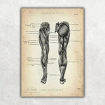 Knie Anatomie Sammlung - Animus Medicus GmbH