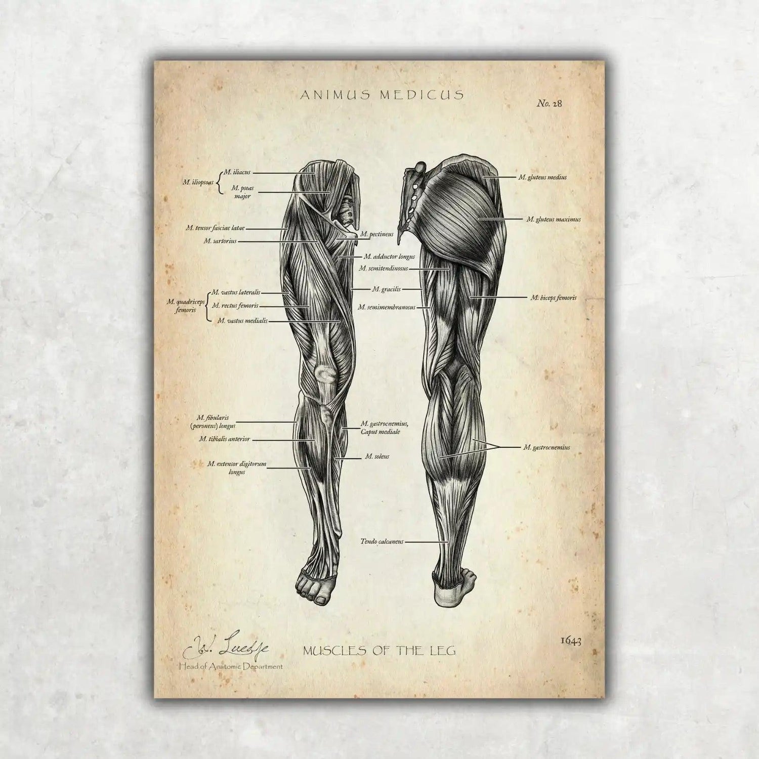Knie Anatomie Sammlung - Animus Medicus GmbH