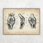 Knie Anatomie Sammlung - Animus Medicus GmbH