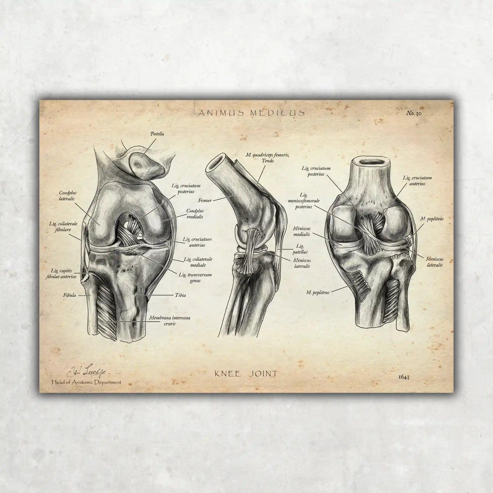 Knie Anatomie Sammlung - Animus Medicus GmbH