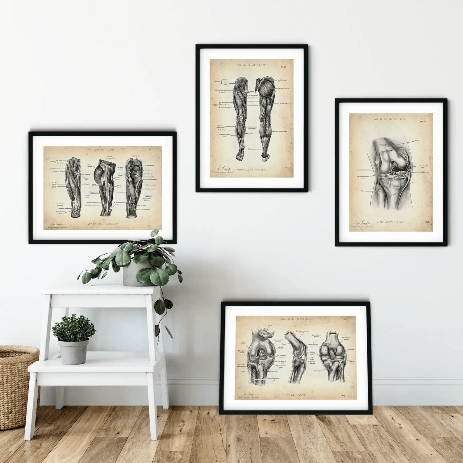 Knie Anatomie Sammlung - Animus Medicus GmbH