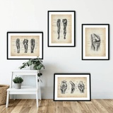 Knie Anatomie Sammlung - Animus Medicus GmbH