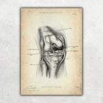 Knie Anatomie Sammlung - Animus Medicus GmbH