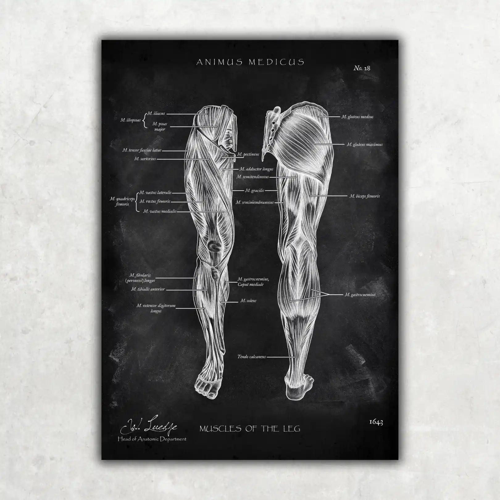 Knie Anatomie Sammlung - Chalkboard - Animus Medicus GmbH
