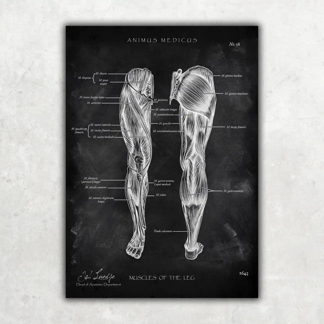Knie Anatomie Sammlung - Chalkboard - Animus Medicus GmbH