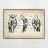 Kniegelenk Anatomie - Animus Medicus GmbH