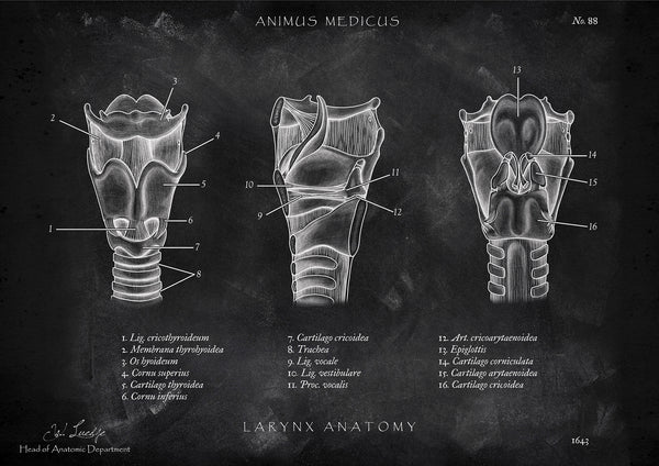 Kehlkopf Anatomie - Chalkboard