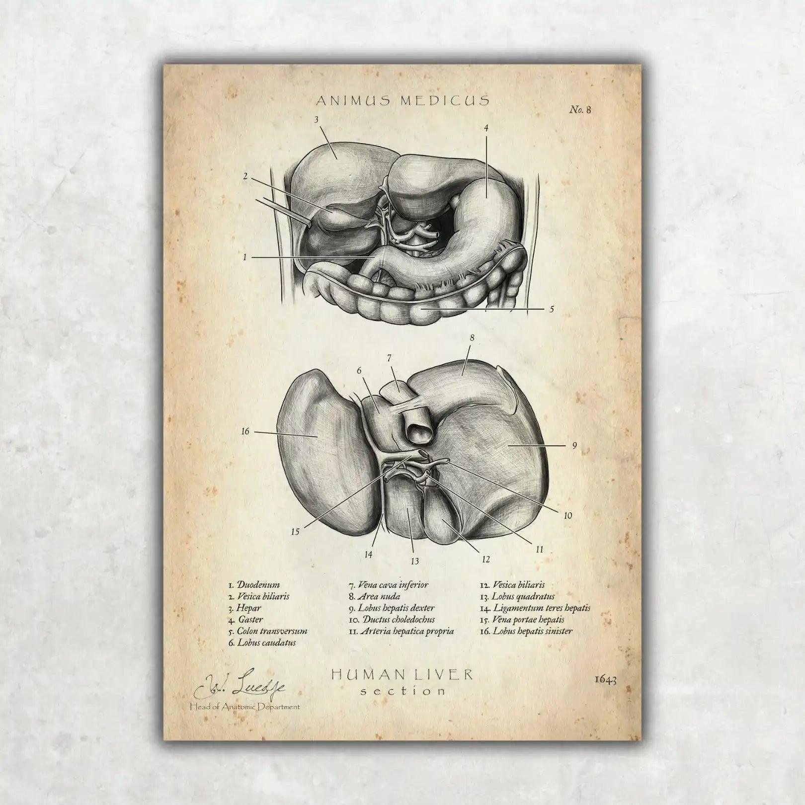 Leber Anatomie - Animus Medicus GmbH