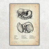 Leber Anatomie - Animus Medicus GmbH