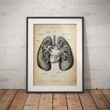 Lungen Anatomie - Animus Medicus GmbH