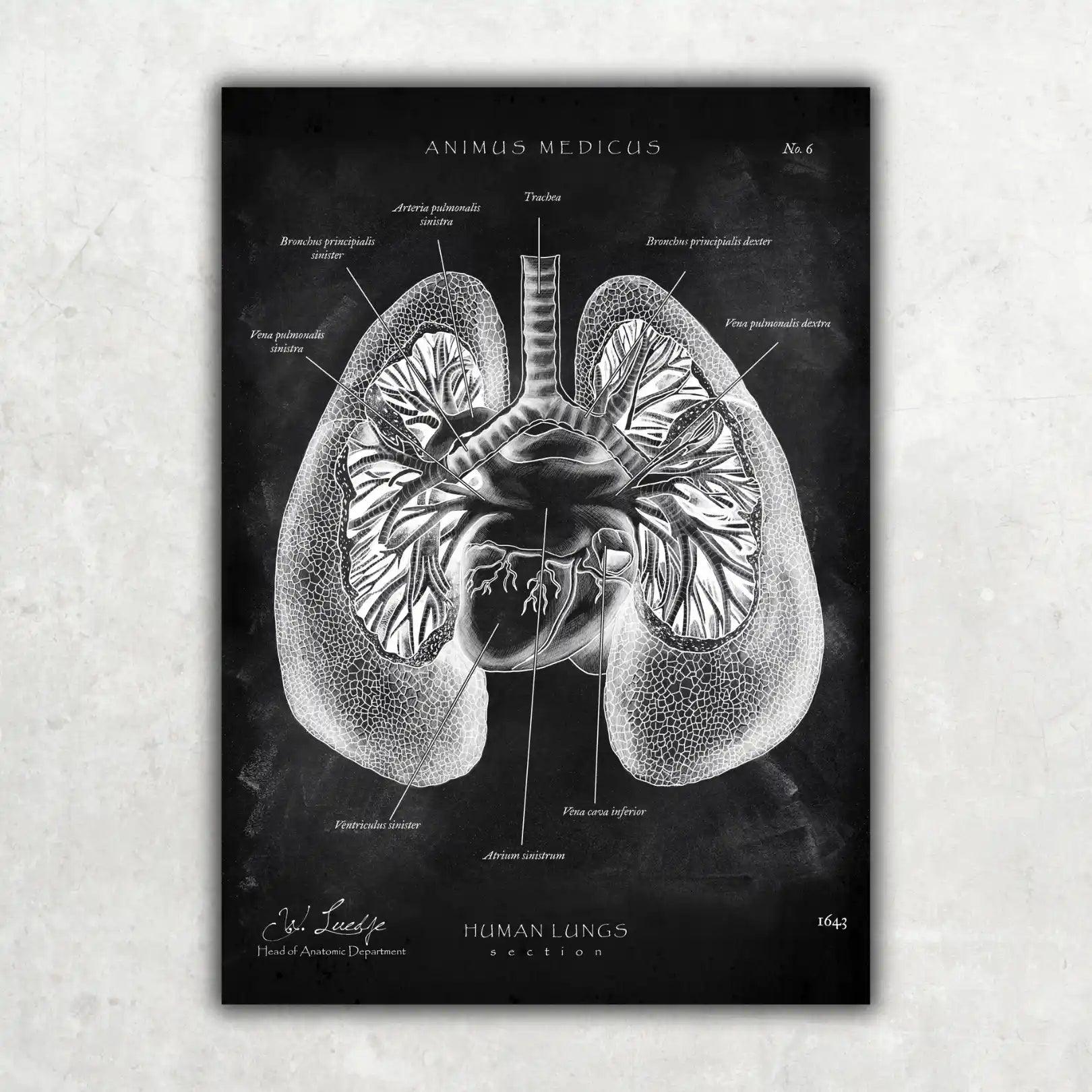 Lungen Anatomie - Chalkboard - Animus Medicus GmbH