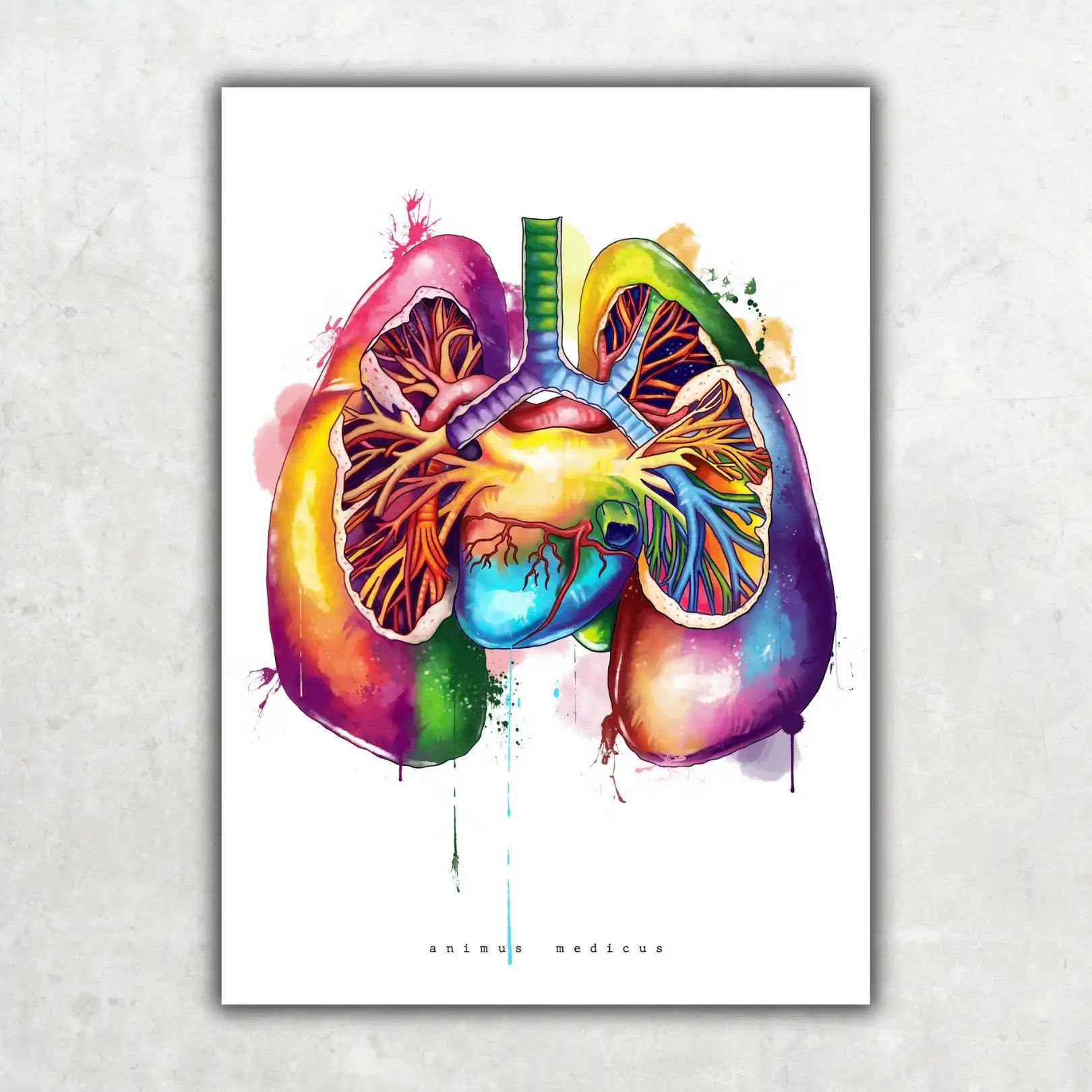 Lungen Anatomie - Rainbow - Animus Medicus GmbH