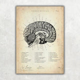 MediCare Bundle - Animus Medicus GmbH