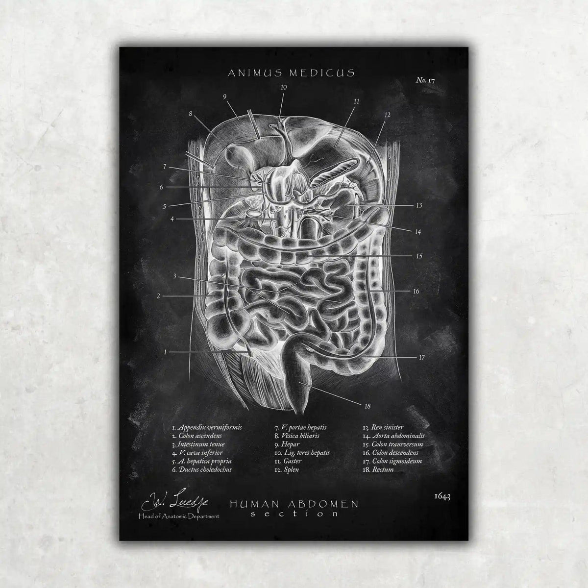 MediCare Bundle Chalkboard - Animus Medicus GmbH