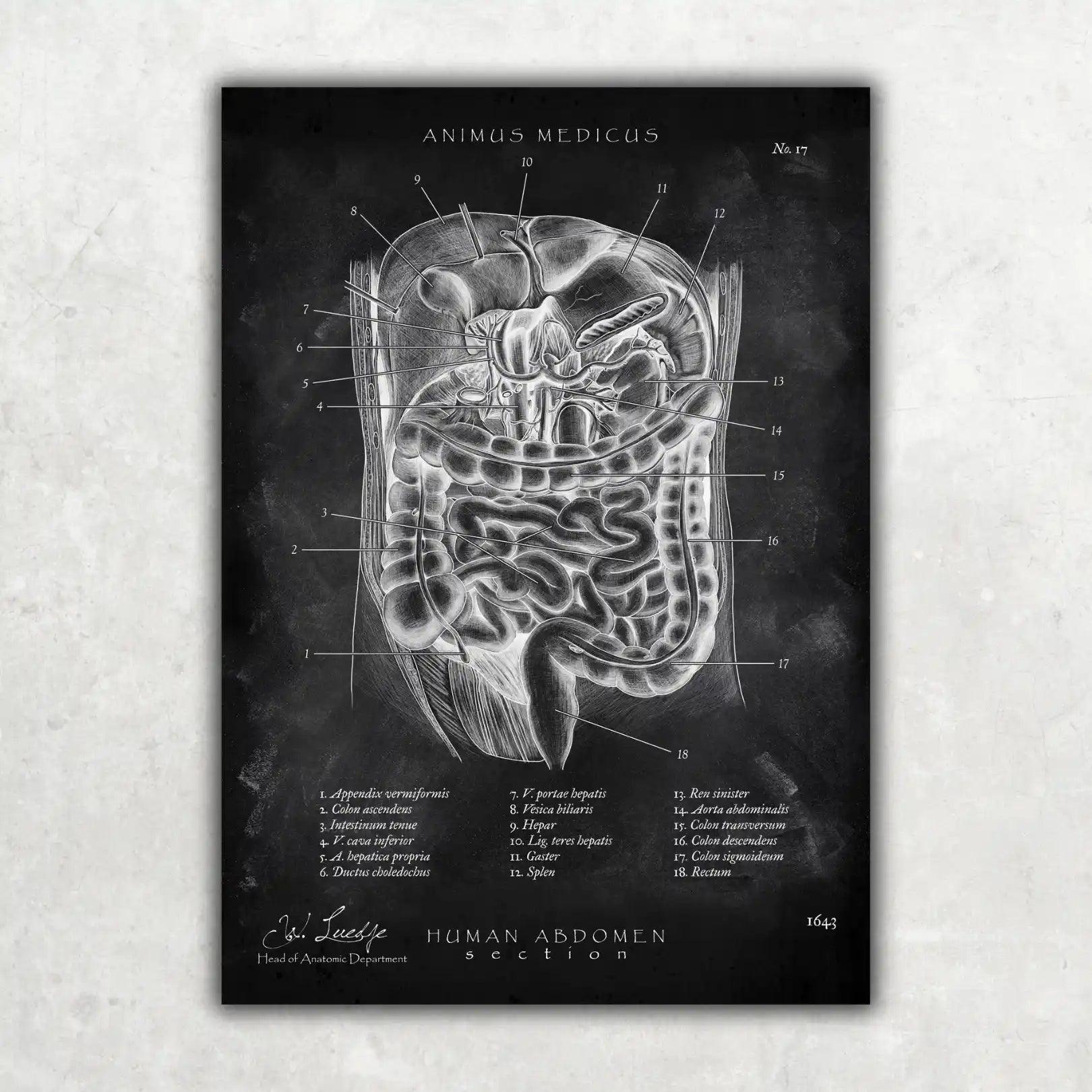 MediCare Bundle Chalkboard - Animus Medicus GmbH