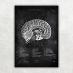 MediCare Bundle Chalkboard - Animus Medicus GmbH