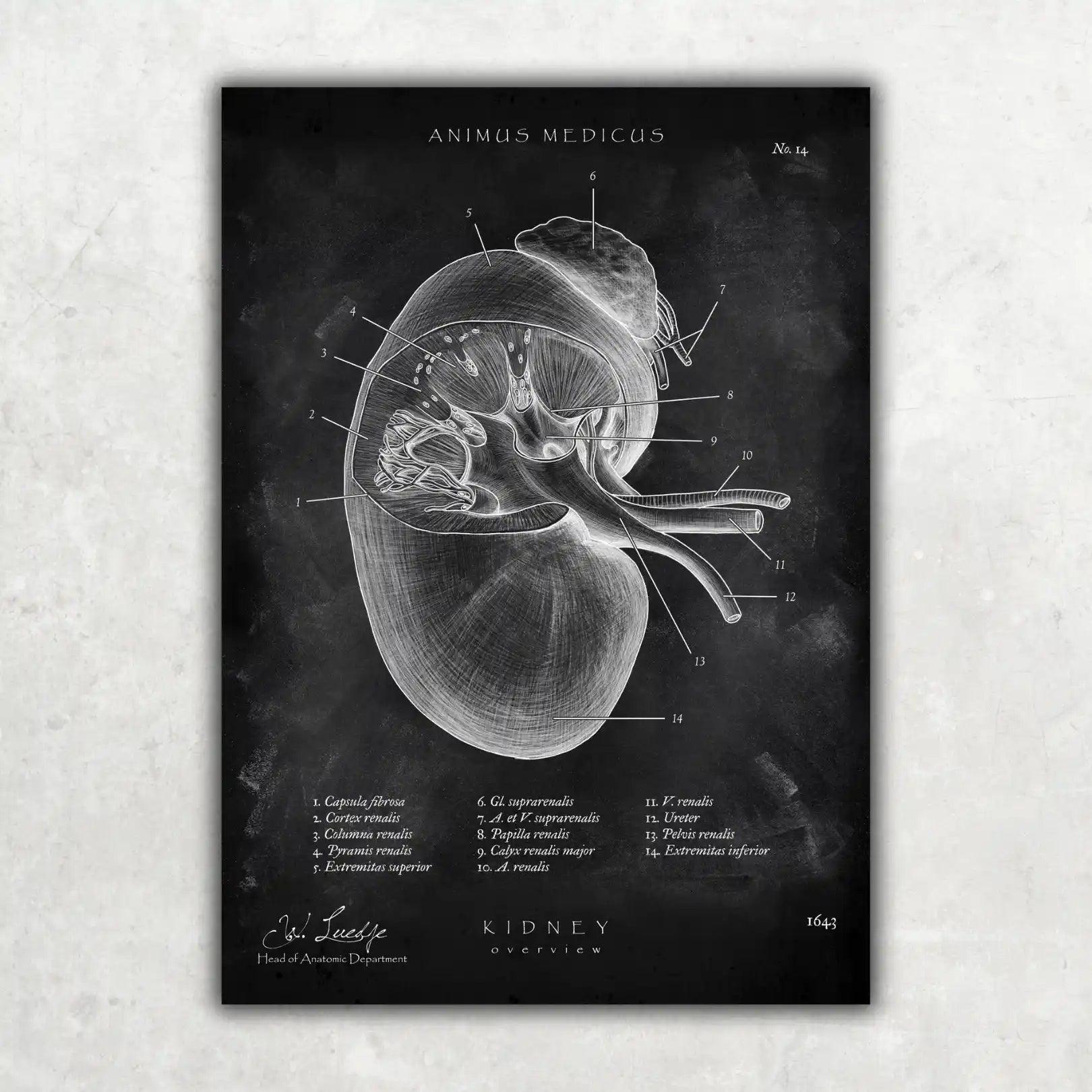 MediCare Bundle Chalkboard - Animus Medicus GmbH