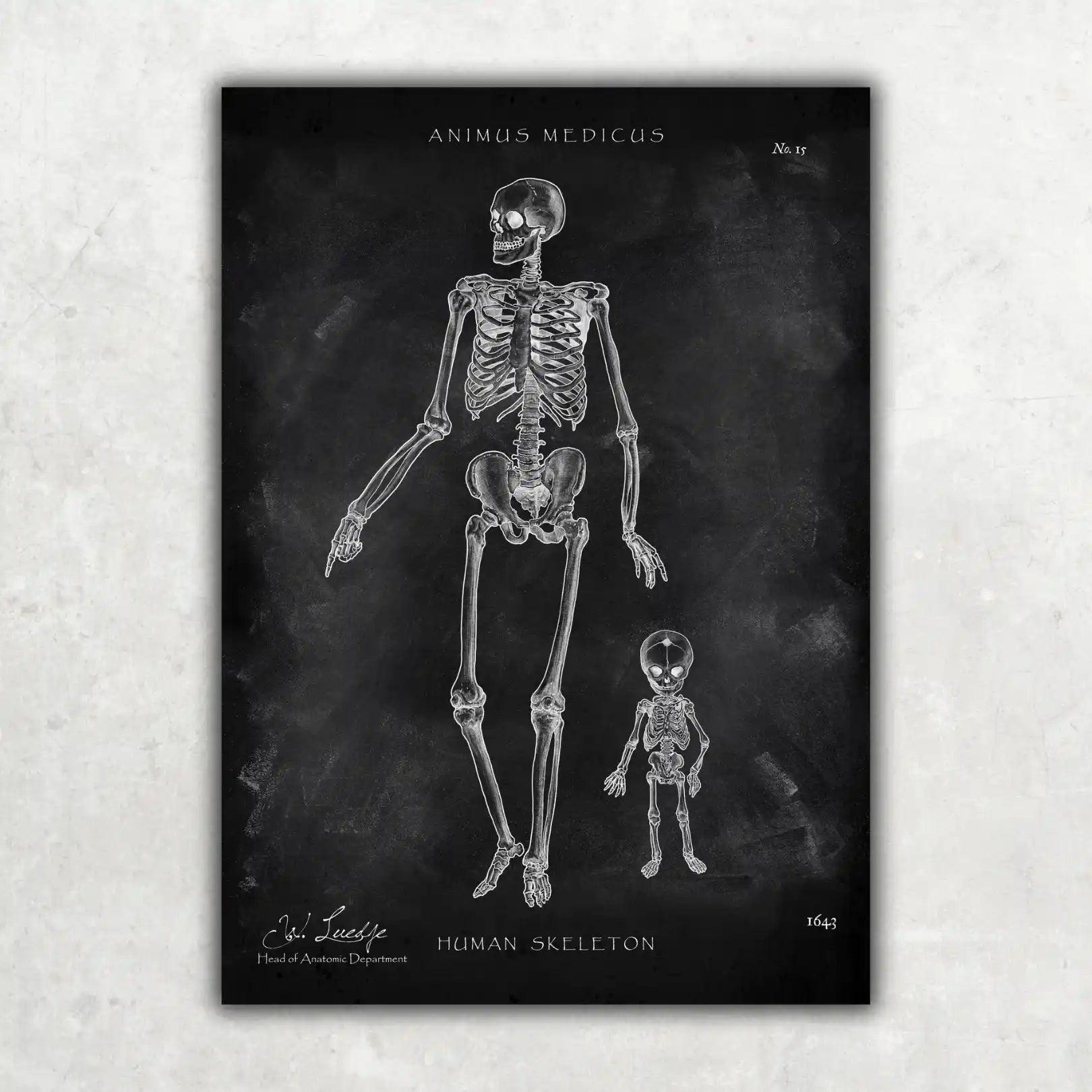 Menschliche Skelett - Chalkboard - Animus Medicus GmbH