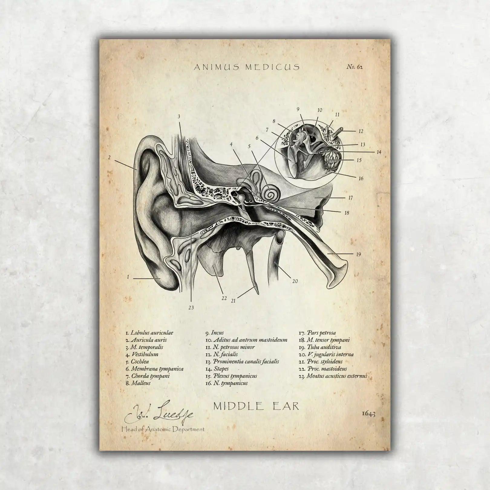 Mittelohr Anatomie - Animus Medicus GmbH