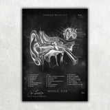 Mittelohr Anatomie - Chalkboard - Animus Medicus GmbH