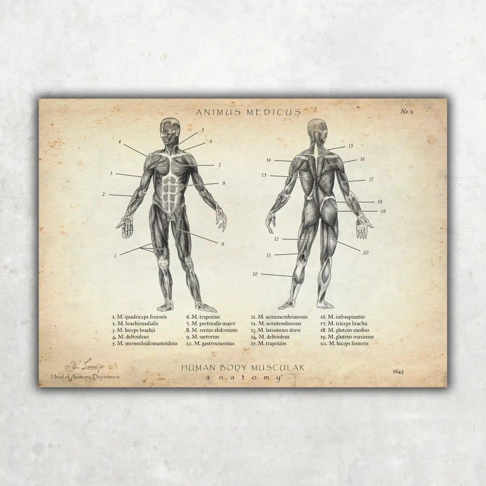 Muskeln Anatomie - Animus Medicus GmbH