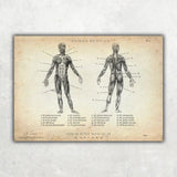 Muskeln Anatomie - Animus Medicus GmbH