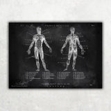 Muskeln Anatomie - Chalkboard - Animus Medicus GmbH
