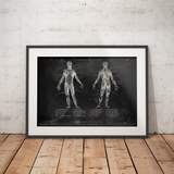 Muskeln Anatomie - Chalkboard - Animus Medicus GmbH
