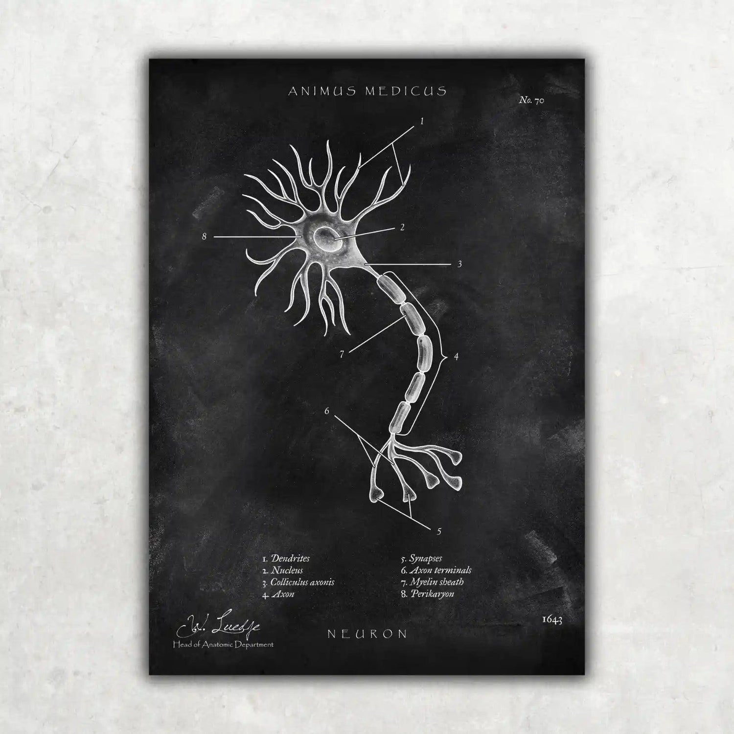Nervenzelle Aufbau - Chalkboard - Animus Medicus GmbH