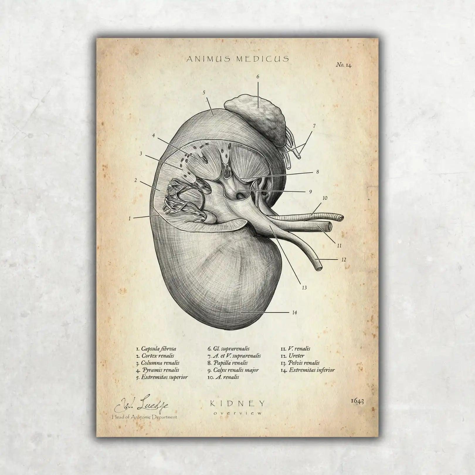 Nieren Anatomie - Animus Medicus GmbH
