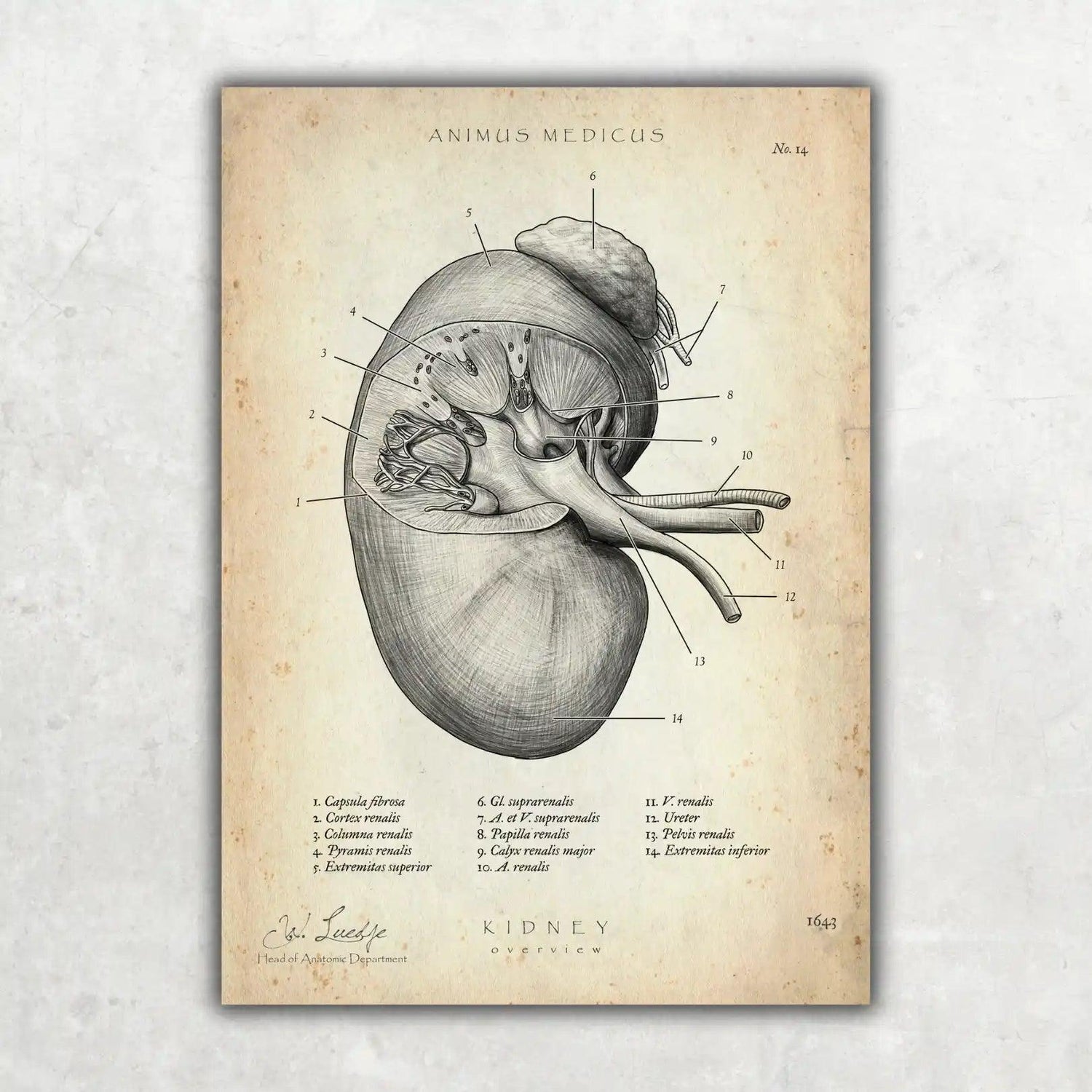 Nieren Anatomie - Animus Medicus GmbH