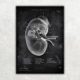 Nieren Anatomie - Chalkboard - Animus Medicus GmbH