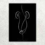 Nieren Anatomie Minimalist Dark - Animus Medicus GmbH