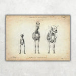 Osteologie der Tiere - Animus Medicus GmbH
