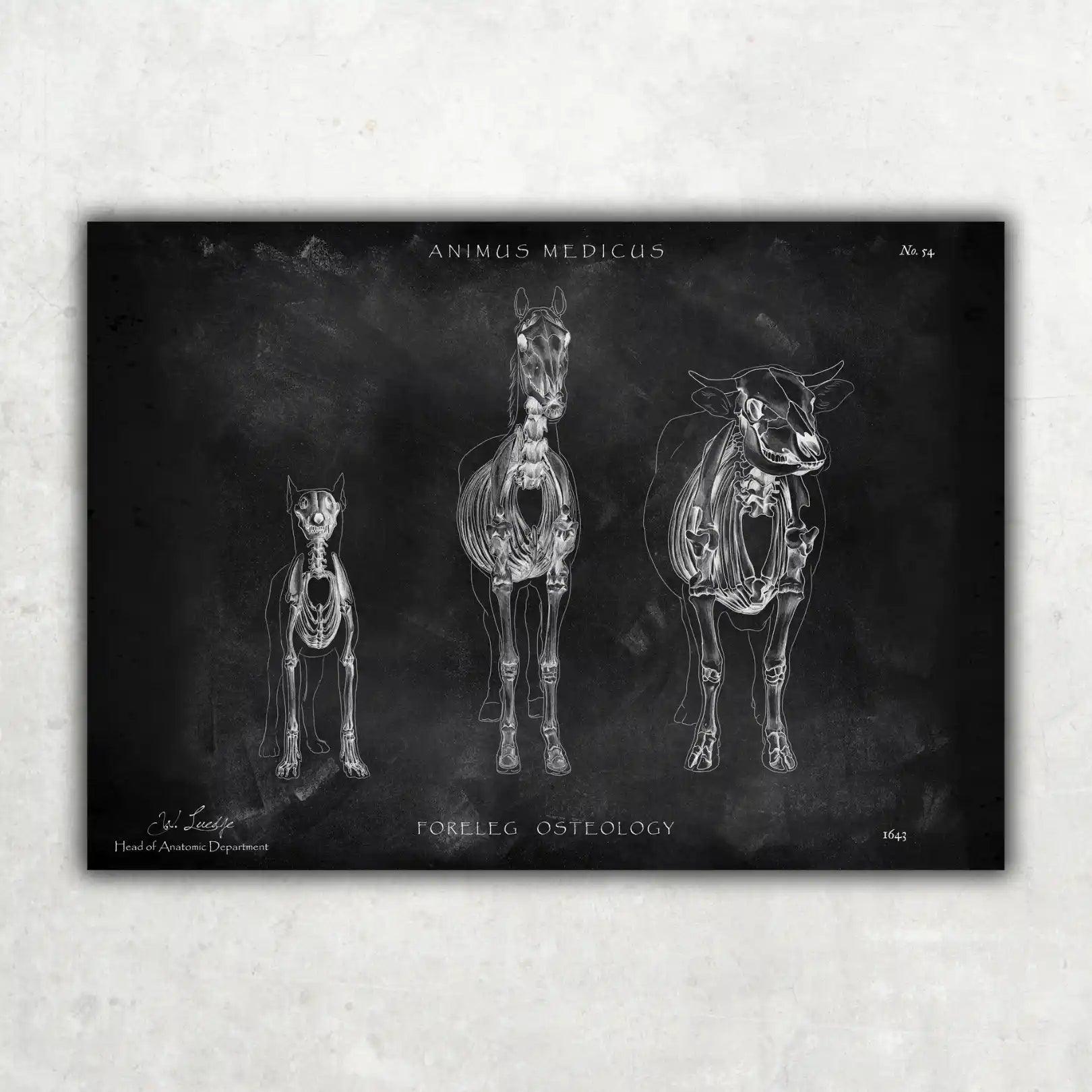 Osteologie der Tiere - Chalkboard - Animus Medicus GmbH