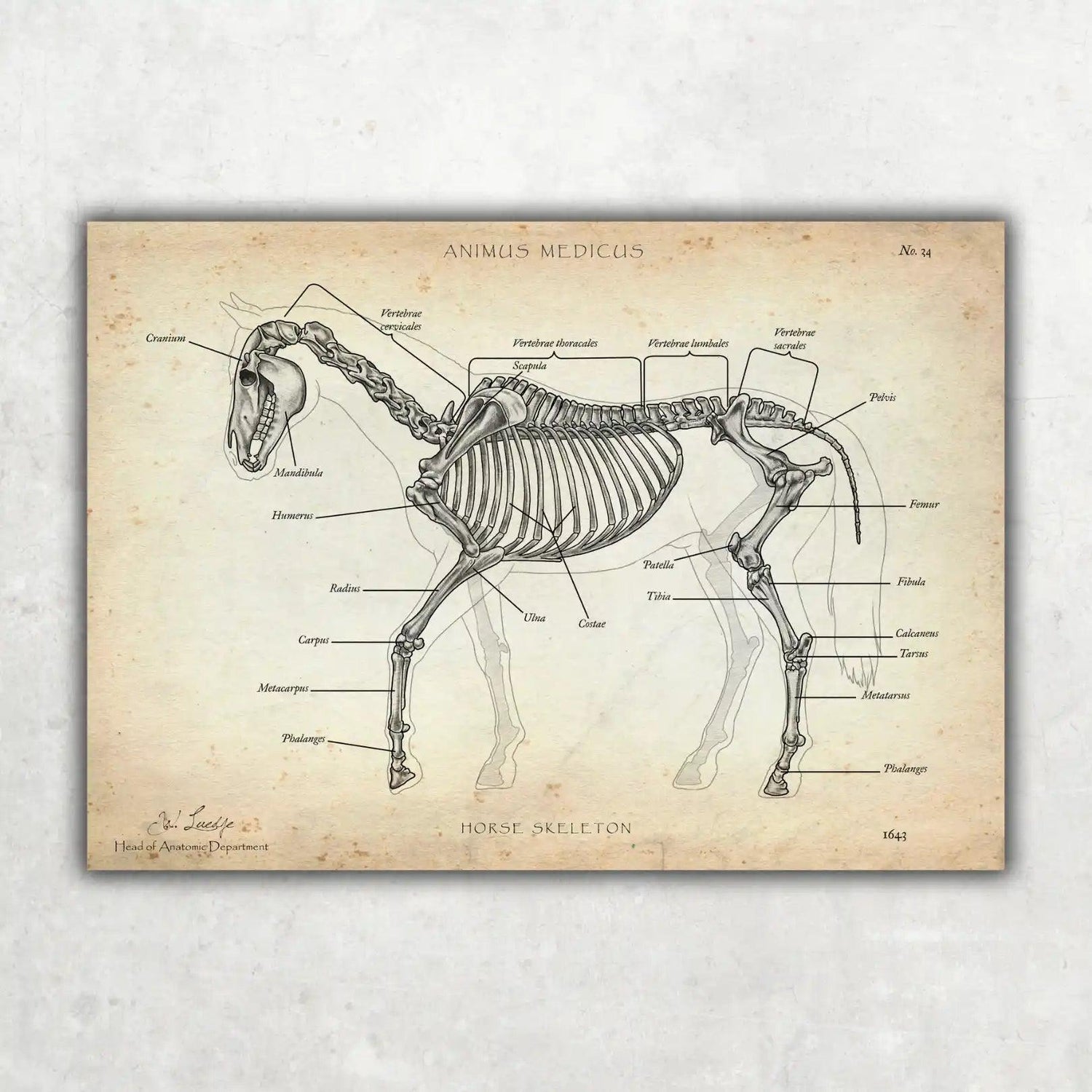 Pferde Anatomie - Animus Medicus GmbH