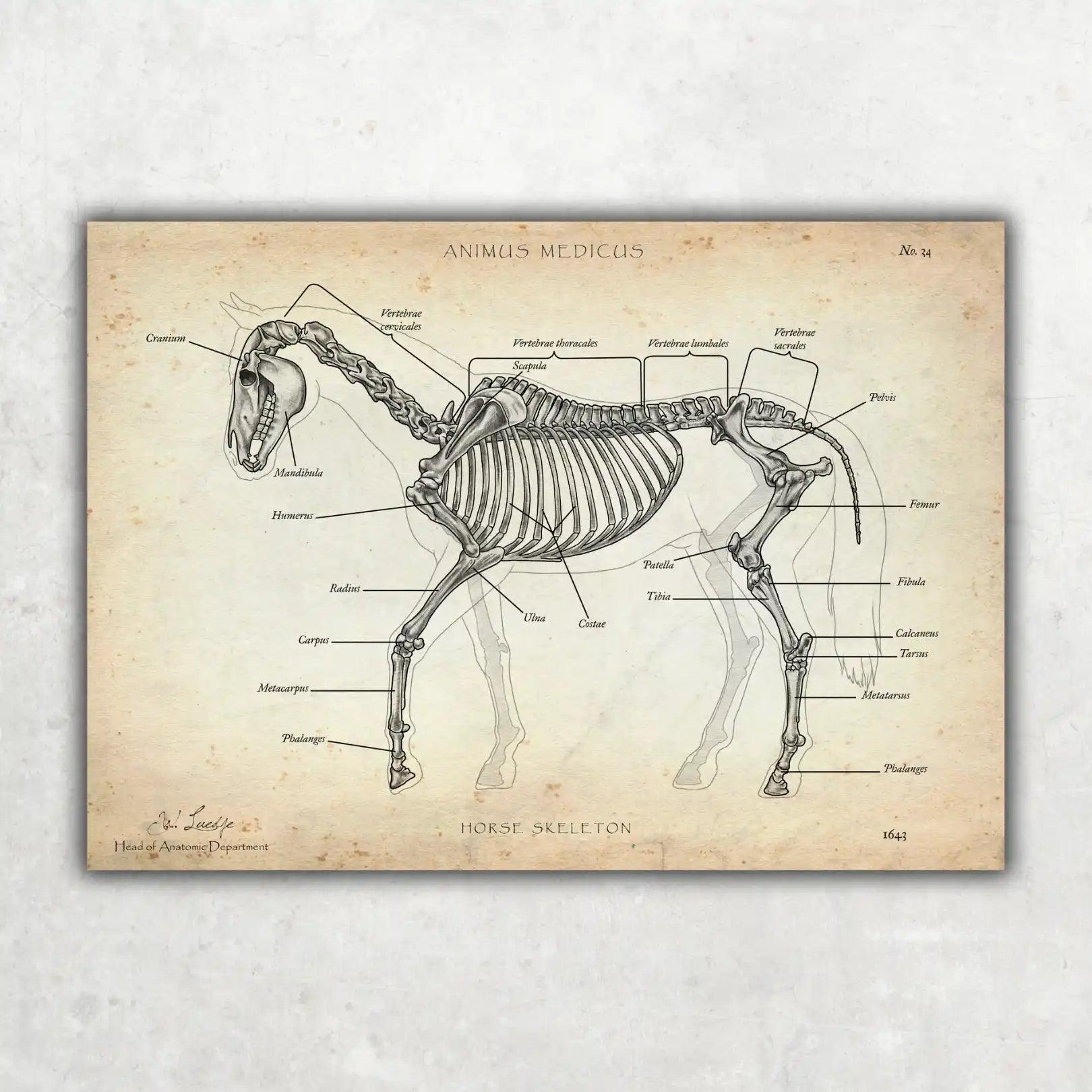 Pferde Anatomie - Animus Medicus GmbH
