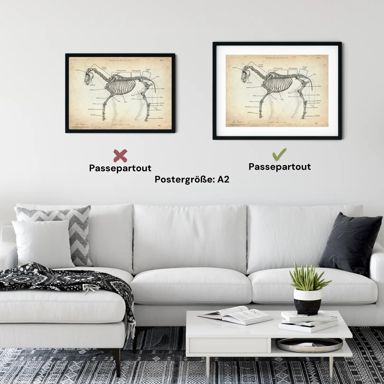 Pferde Anatomie - Animus Medicus GmbH