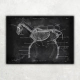 Pferde Anatomie - Chalkboard - Animus Medicus GmbH
