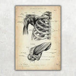 Physio Love Bundle - Animus Medicus GmbH